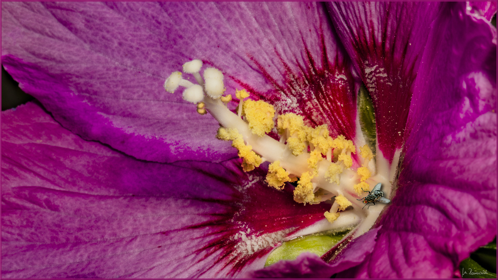 Hibiskus-Stempel