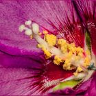 Hibiskus-Stempel