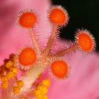 Hibiskus-Stempel