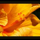 Hibiskus Stempel Makro