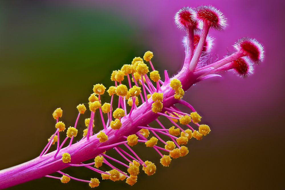 Hibiskus-Stempel von der Seite