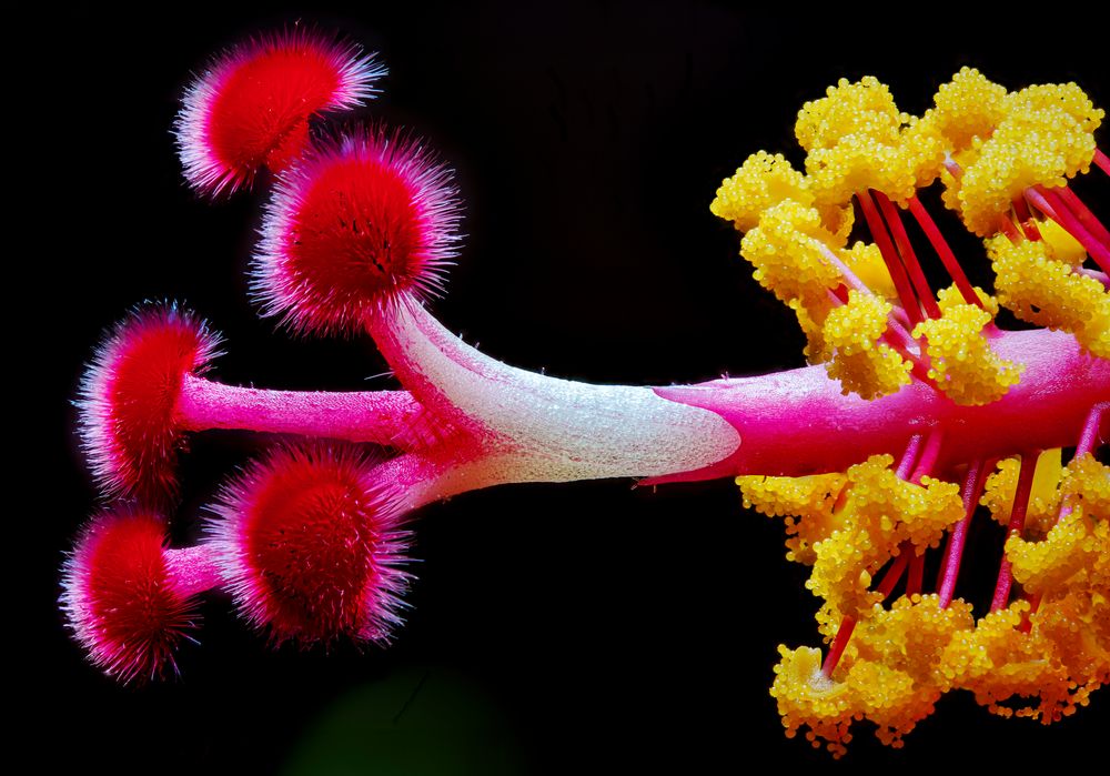 Hibiskus-Stempel von der Seite