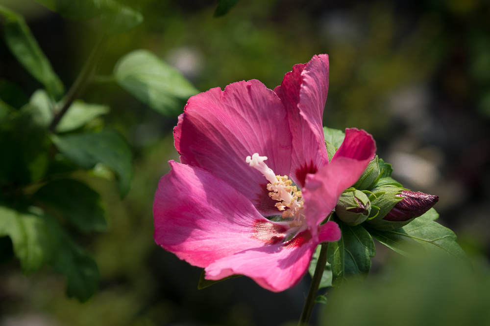 Hibiskus syrakus