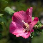 Hibiskus syrakus