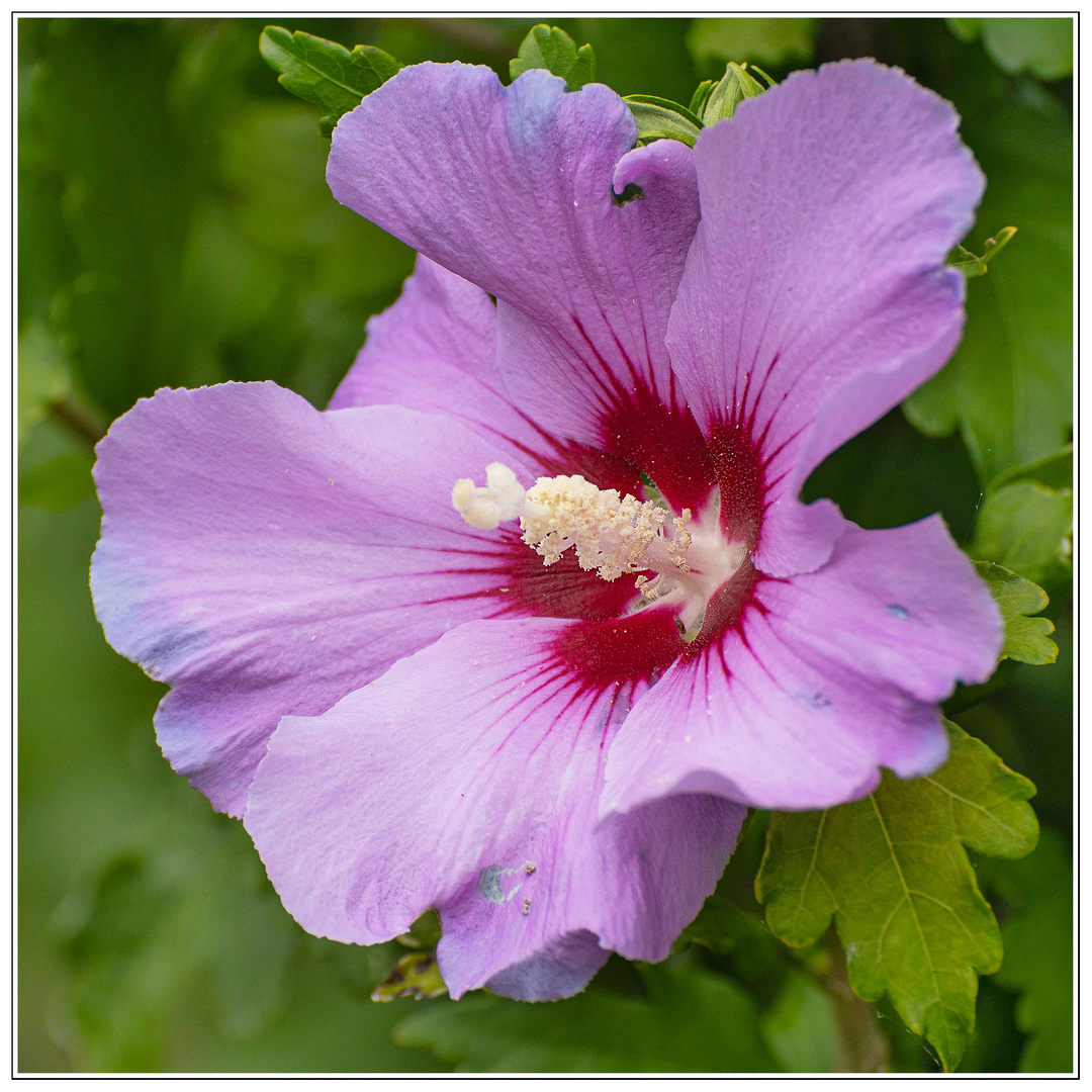 Hibiskus-syriacus