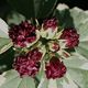 Hibiskus Syriacus purpureus variegatus