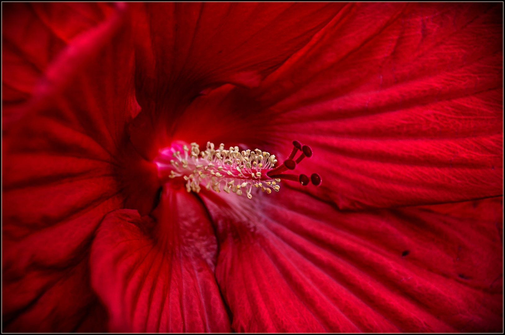 Hibiskus tiefrot