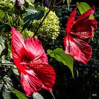 Hibiskus tiefrot und ..