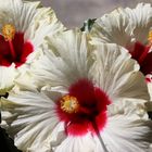  Hibiskus Trio