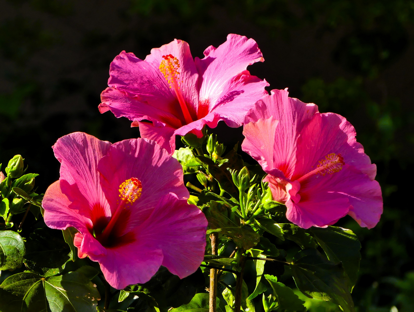 Hibiskus - Trio im Morgenlicht