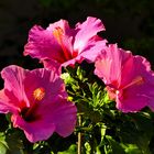 Hibiskus - Trio im Morgenlicht