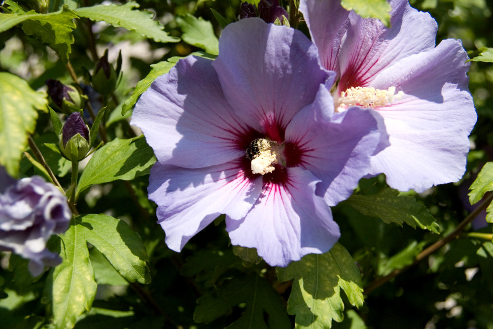 Hibiskus und Biene