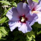 Hibiskus und Biene