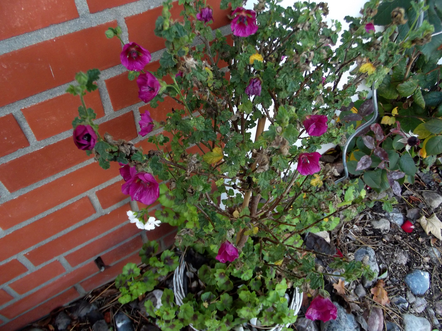 Hibiskus und Geranien