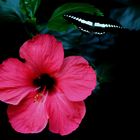 Hibiskus und Schmetterling