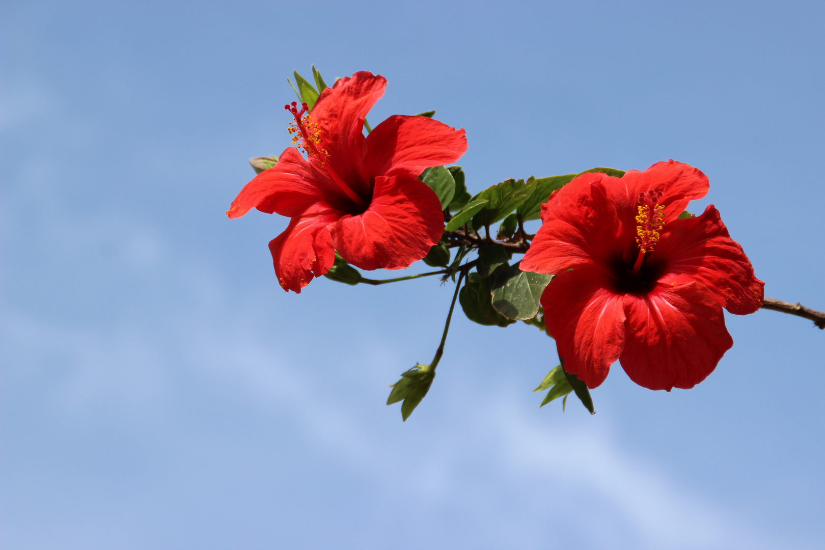 Hibiskus unter blauem Himmel auf Kreta