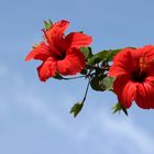 Hibiskus unter blauem Himmel auf Kreta