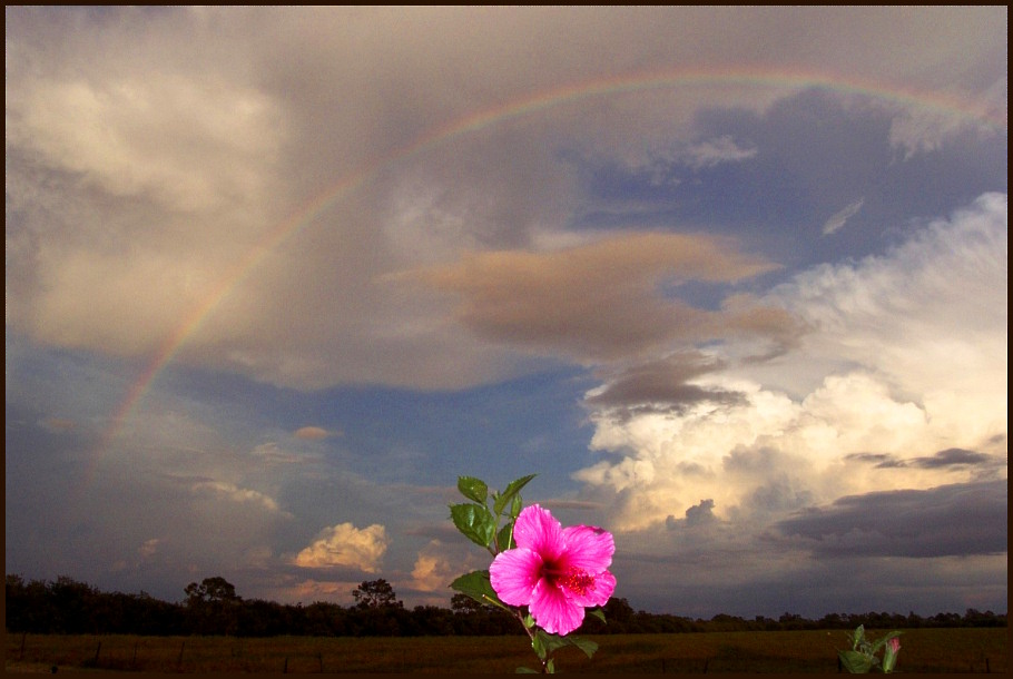 Hibiskus unterm Regenbogen