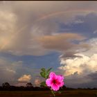 Hibiskus unterm Regenbogen