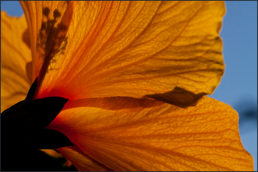 Hibiskus van Hinten