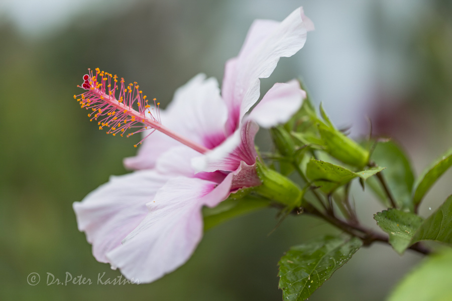 Hibiskus Variationen 1