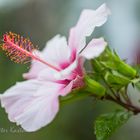 Hibiskus Variationen 1