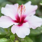 Hibiskus Variationen 3