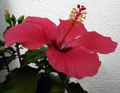 Hibiskus Variationen I