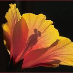 Hibiskus von der "falschen" Seite