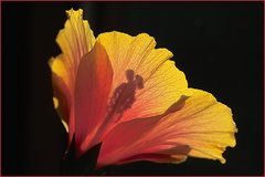 Hibiskus von der "falschen" Seite