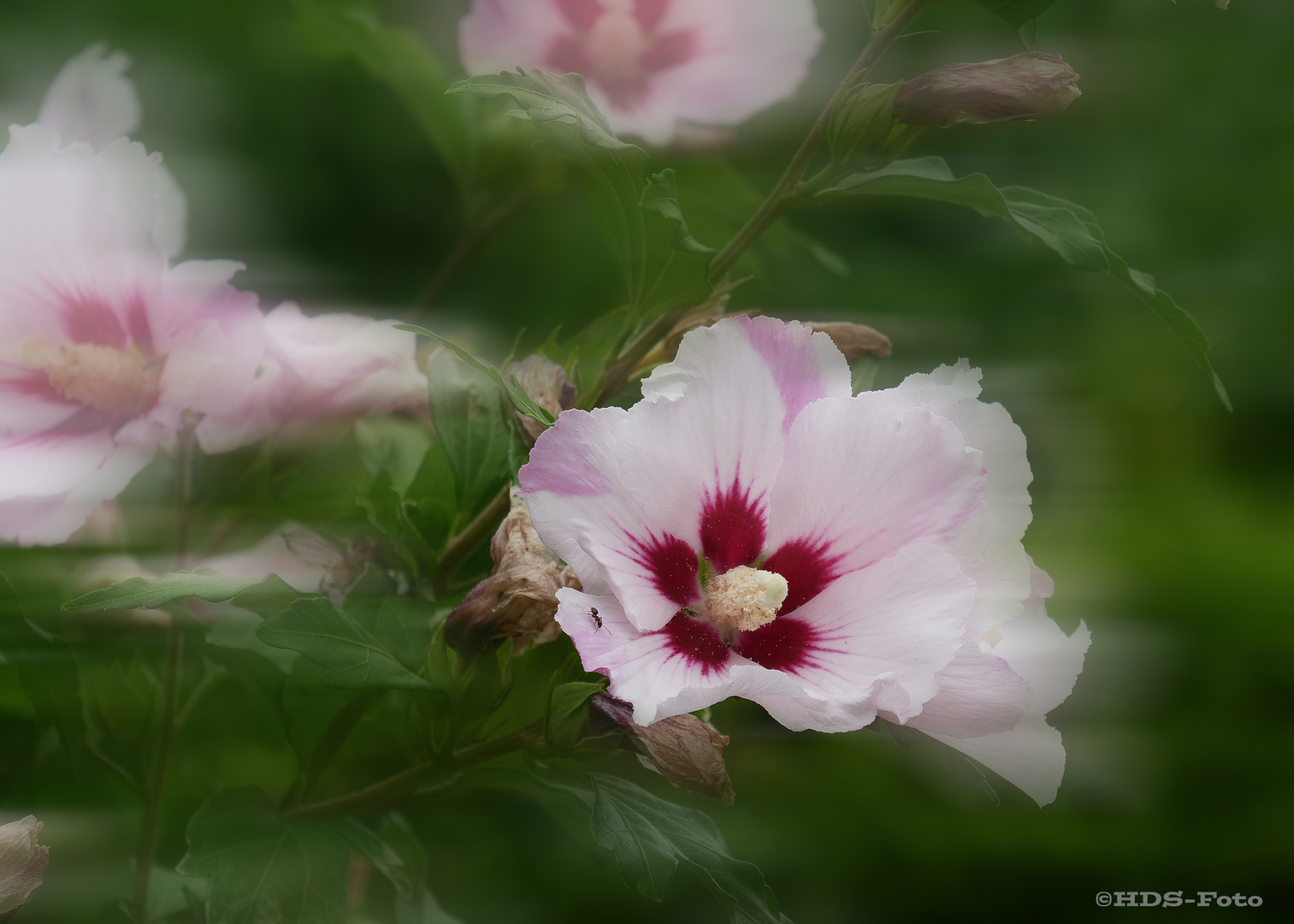 Hibiskus weiss