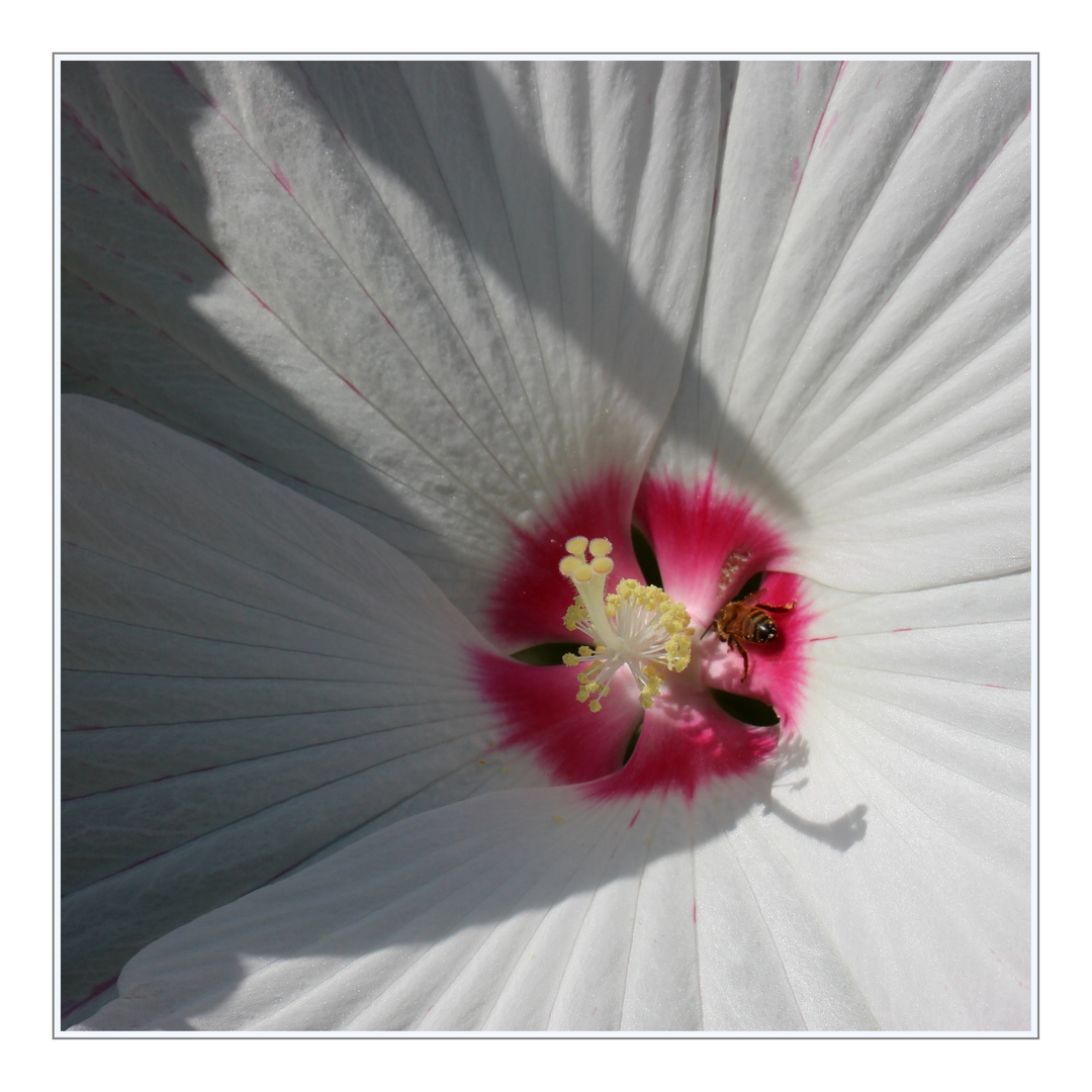 Hibiskus, weiß