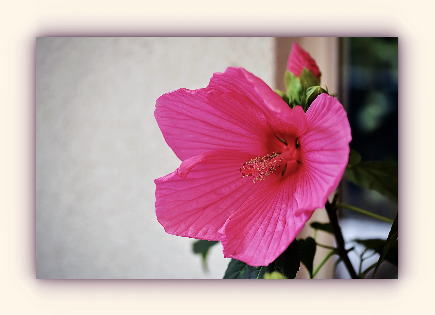 Hibiskus XXL