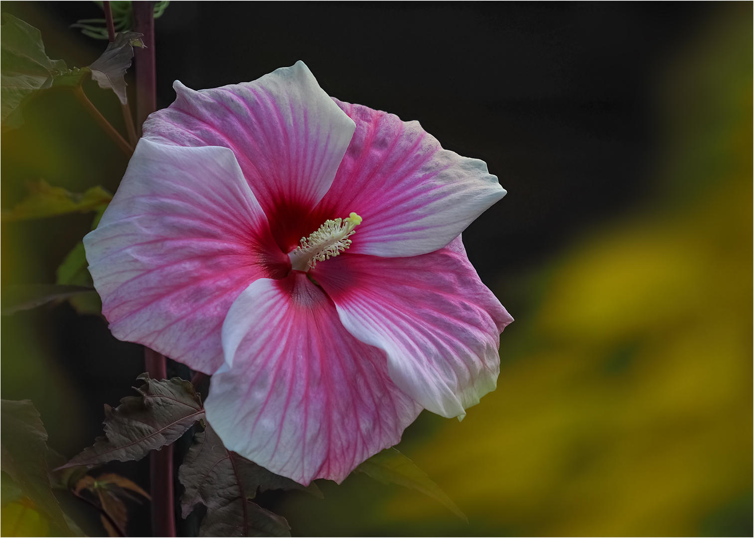 Hibiskus XXL