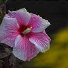 Hibiskus XXL