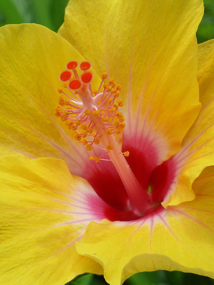 hibiskus yellow