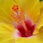 hibiskus yellow