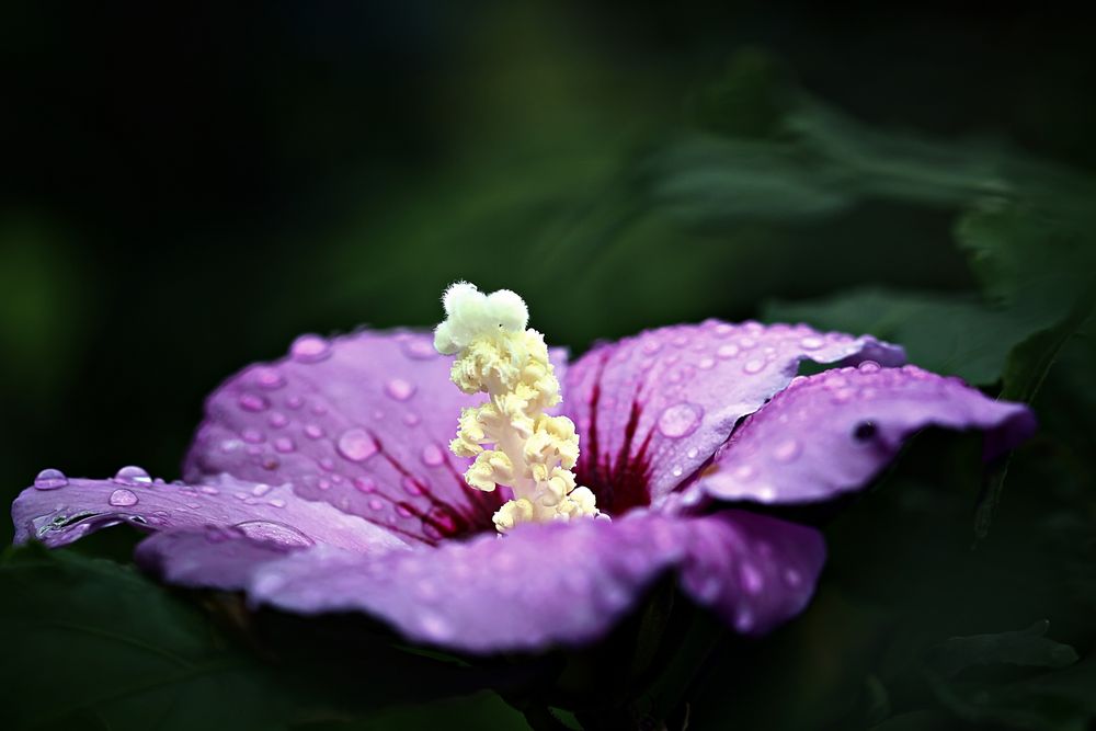 Hibiskus-zauber