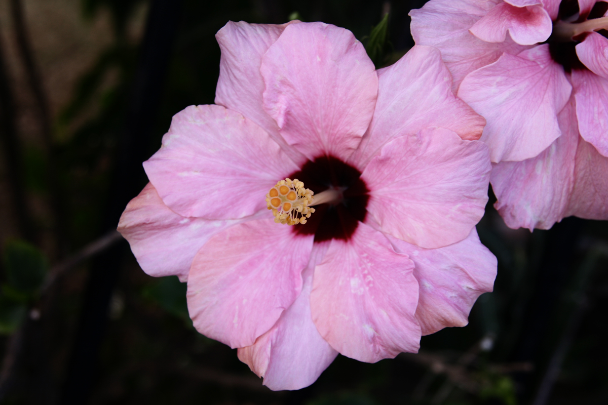 Hibiskus zum Sonntag