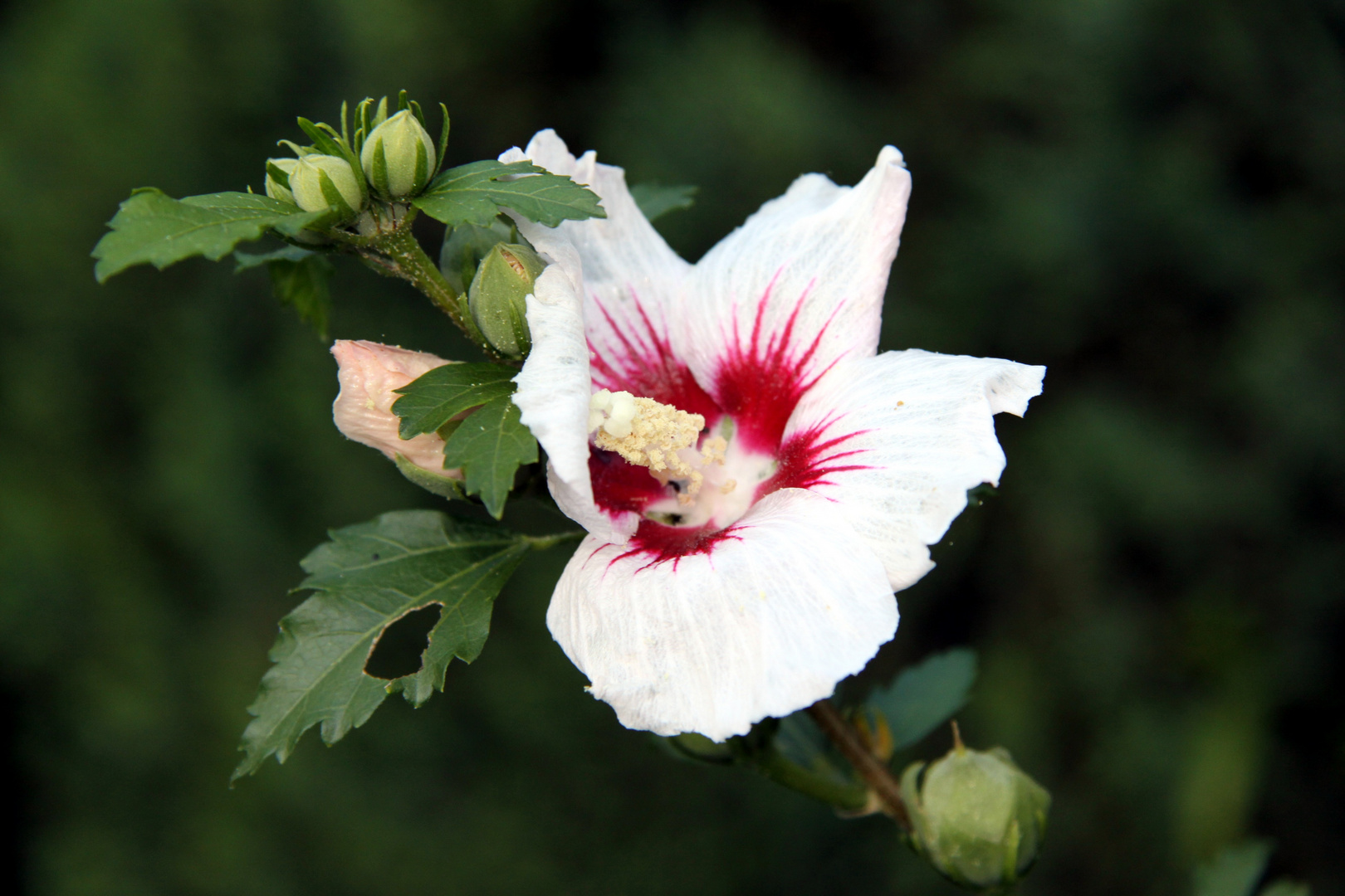 Hibiskus zum ...ten