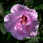 Hibiskus1