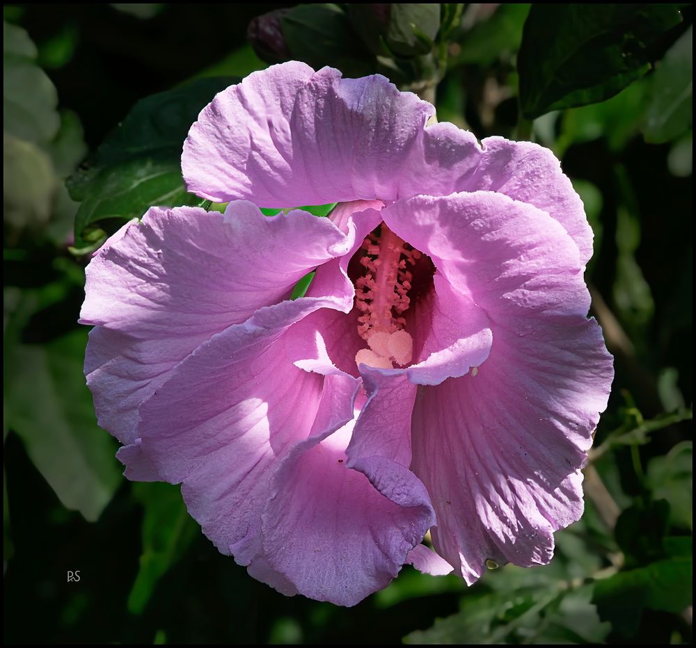 Hibiskus1