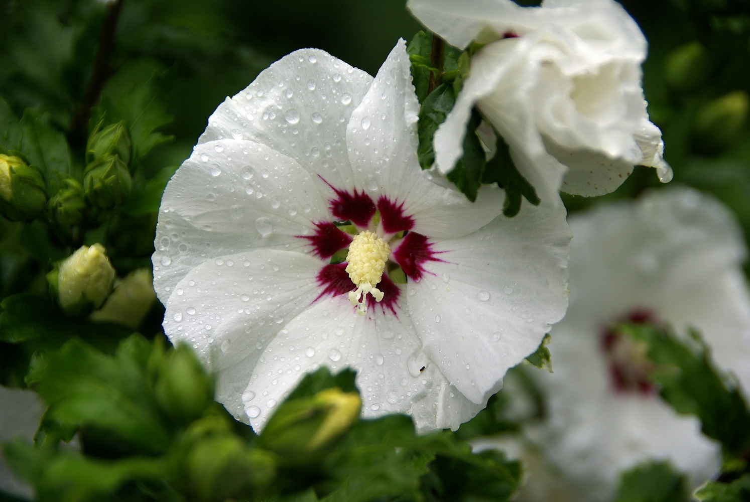 hibiskus1