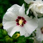 hibiskus1