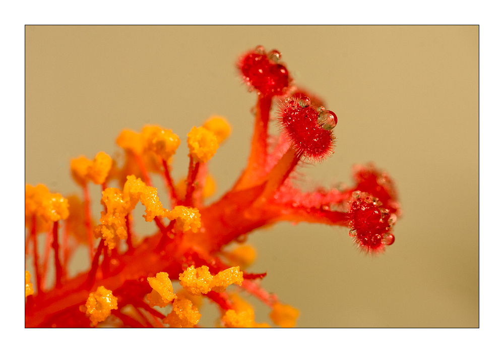 Hibiskus1