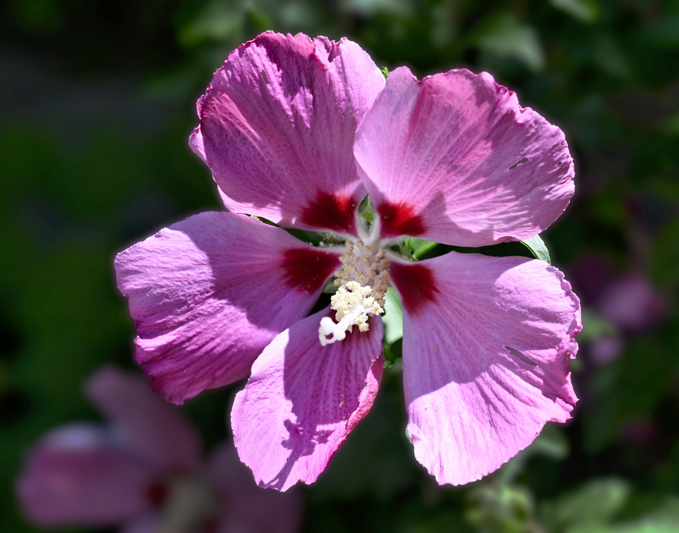 Hibiskus1