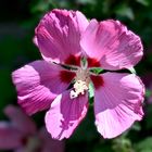 Hibiskus1