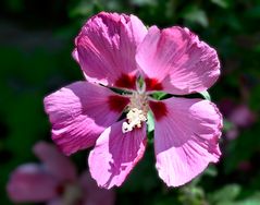 Hibiskus1