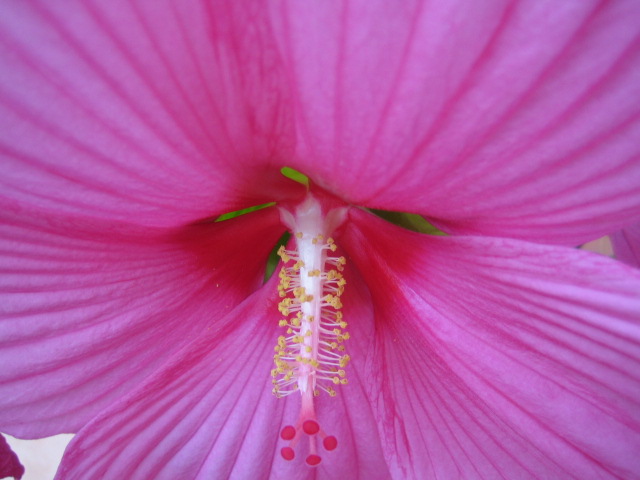 Hibiskus11