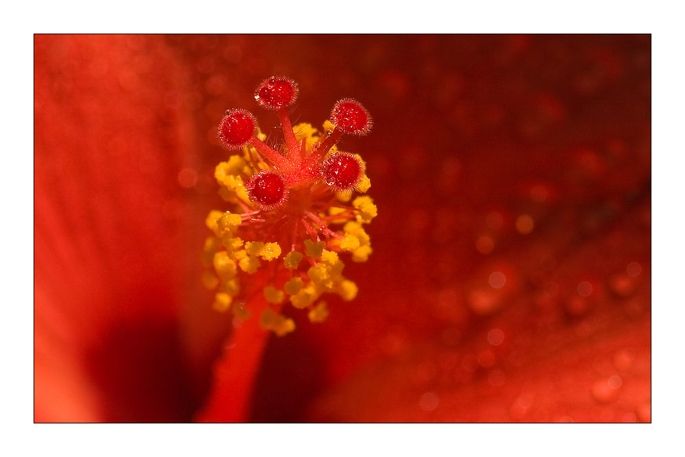 Hibiskus2